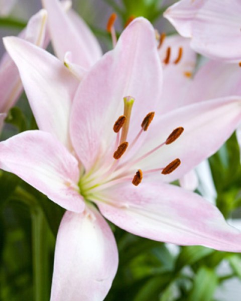 Lilium Aziatisch roze